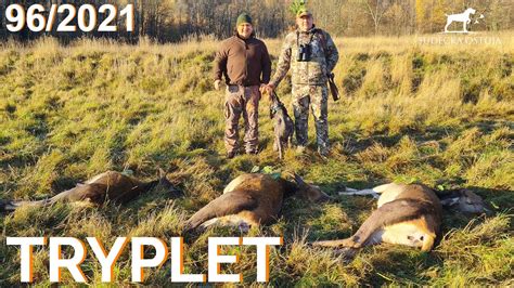 Sudecka Ostoja 962021 Polowanie Na Jelenie Deer Hunting Wild Jagen