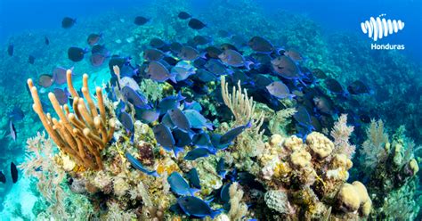 Arrecifes De Coral En Honduras Un Pulmón Del Planeta En Aguas