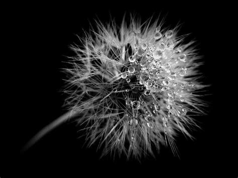 Dewdrops Weeping Willow Dandelion Black And White
