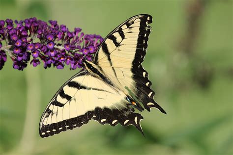 Eastern Tiger Swallowtail Butterfly State Butterfly State Symbols Usa
