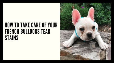 How To Take Care Of Your French Bulldogs Tear Stains French Bulldog Texas