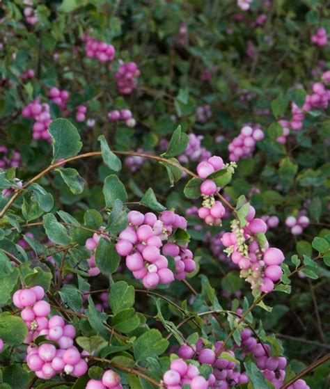 Scarlet Pearl Snowberry Rustic Plants By Monrovia