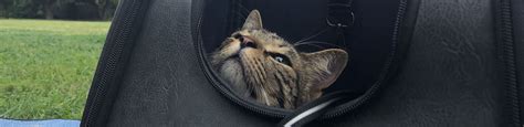 How To Safely Use A Cat Backpack Travelling With Cats Rspca Queensland