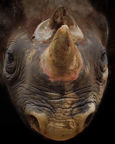 Black Rhino Large Jeff Burcher Flickr