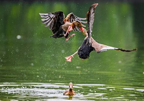 Ducks Fight Smithsonian Photo Contest Smithsonian Magazine