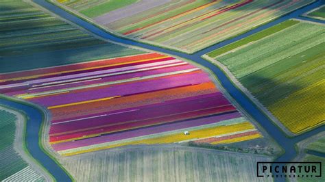 Lavender Fields Netherlands Wallpapers Wallpaper Cave