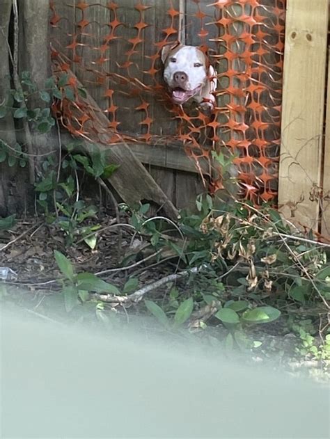 My Neighbors Pitbull And Pitbull Rottweiler Mix Are Constantly Breaking My Fence And Sneaking In