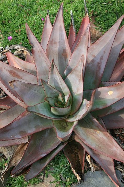 They like humidity, so if your house is dry indoors in winter, put them on a tray of pebbles or near other plants. Aloe capitata v. quartzicola | Алоэ