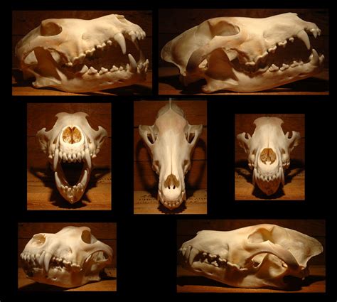 Pin By Rose On Drawing References Skull Reference Wolf Skull Animal
