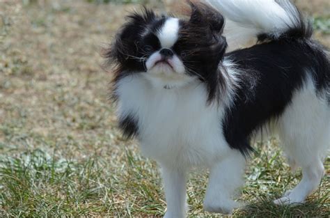 Japanese Chin Breed Information Characteristics And Heath Problems