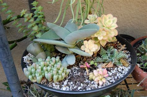 How To Grow Succulents Indoors