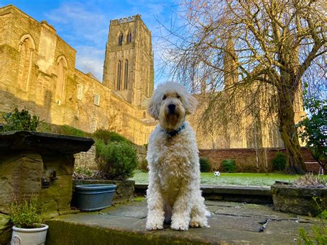 Are Dogs Allowed In Durham Cathedral