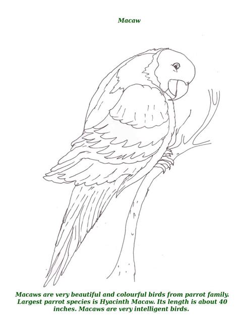 Free printable parrot coloring pages and download free parrot coloring pages along with coloring pages for other activities and coloring sheets. Birds printable coloring page for kids 10