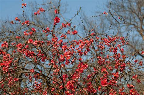 How To Grow And Care For Flowering Quince