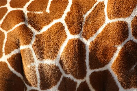 Photo Giraffe Texture Closeup Animals