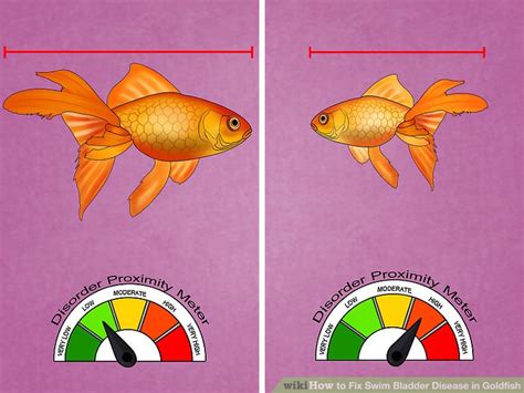 3 Ways to Fix Swim Bladder Disease in Goldfish - wikiHow