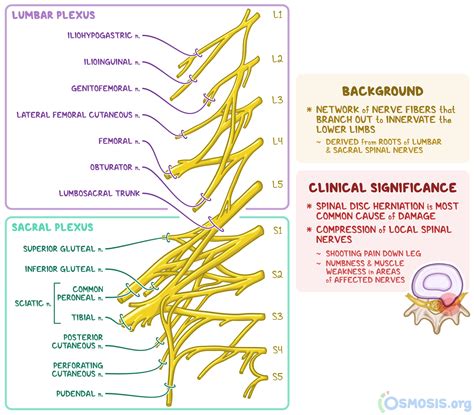 Cervical Plexus Anatomical Nerve Diagram Vector Illus