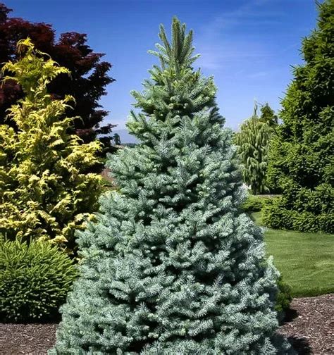 Bakers Blue Colorado Spruce Trees For Sale The Tree Center