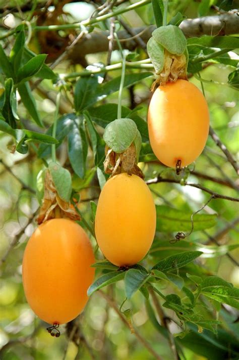 Passion Fruits Edible Tropikal Meyve Meyve Ağaçları Meyve
