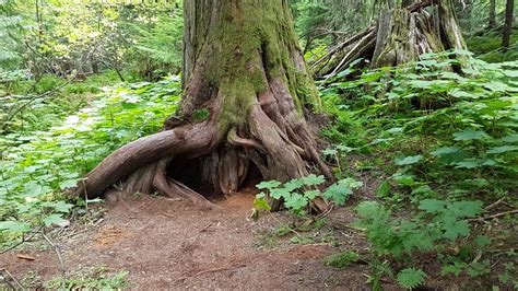 Ancient Forest British Columbia Canada