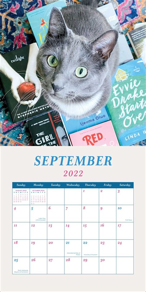 Cat Calendar 2022 Australia Latest News Update