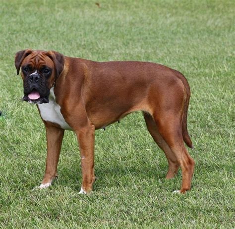 Good breeders will welcome your questions about temperament, health clearances and what the dogs are. Sandman Boxers | Boxer Breeder | Eastover, North Carolina
