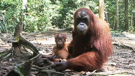 Look through examples of atasan translation in sentences, listen to pronunciation and learn grammar. Orangutans are the only great apes—besides humans—to 'talk ...