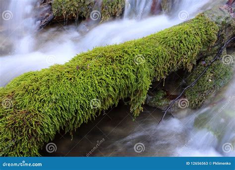 Green Moss In Mountain Stream Stock Image Image Of Stream