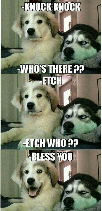 Bless You Humor Animal Cute Animal Memes Funny Animal Quotes Funny