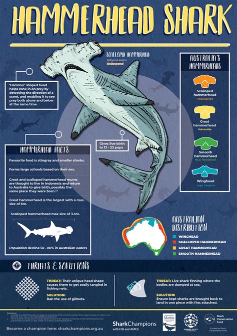 Hammerhead Shark Educational Poster Free Download Shark Facts