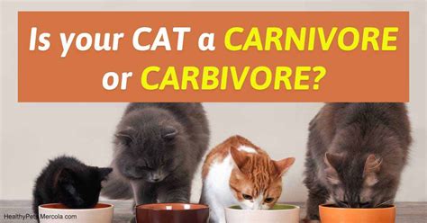 Tiki cat born carnivore chicken luau. Cats Are Carnivores, so Feed Them Like Carnivores