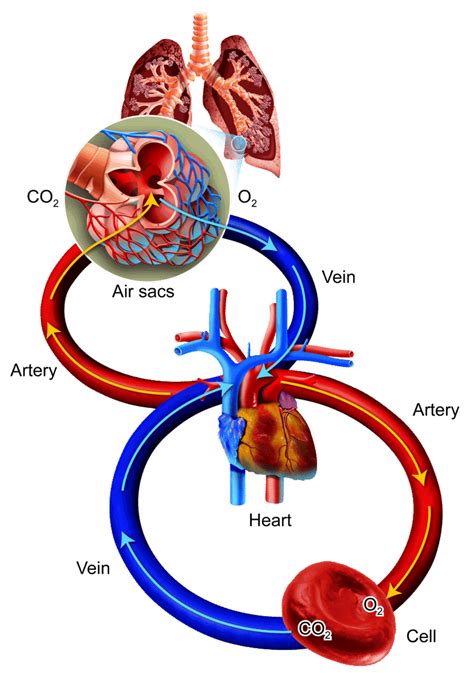 Oxygen Carbon Dioxide And Energy Ck Foundation