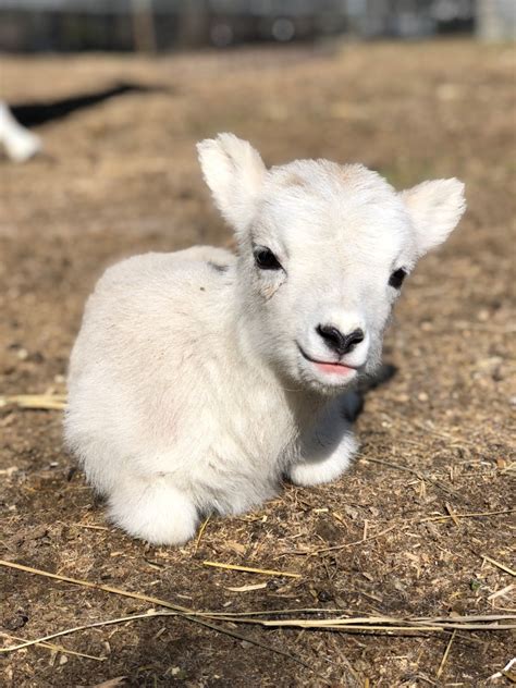 Cuteness Overload Como Welcomes Second Baby Dalls Sheep In 5 Days