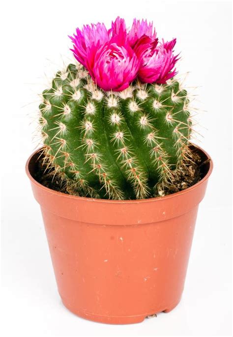 How Do I Choose The Best Mini Cactus With Picture