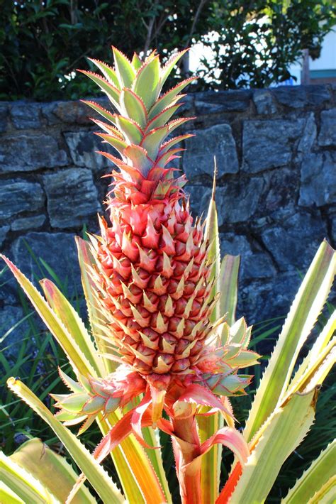 Ananas Comosus Variegatus Variegated Pineapple Bunte Flickr