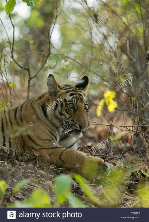 Portrait Of A Royal Bengal Tiger In Bandhavgarh National Park Stock