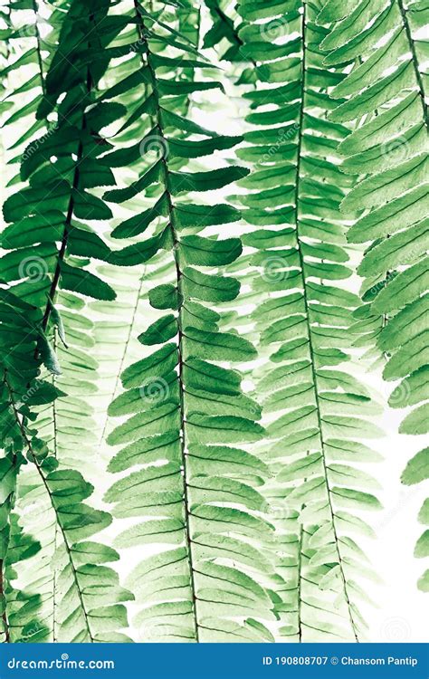 Abstract Tropical Green Leaves Pattern Nature Blurred Background