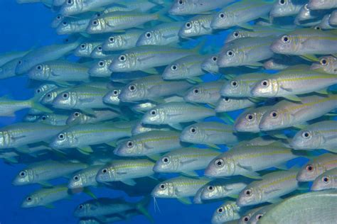 Goatfish Schoool A School Of Yellowfin Goatfish Wekeula Flickr