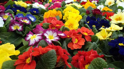 This article is a travel topic. Celebrate the Vernal Equinox! | Moving Happiness Home