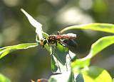 Photos of Biggest Wasp