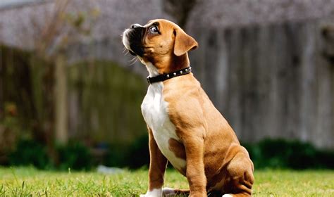 Dog Boxer Breeding Information Dog Bread