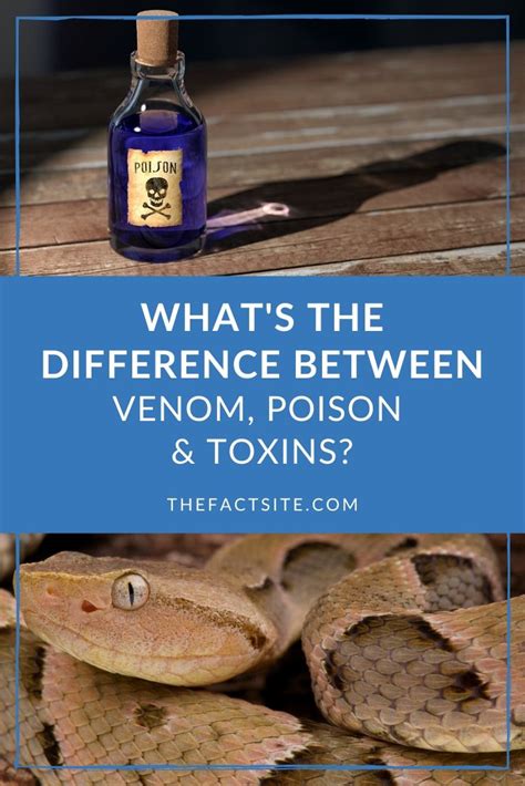 Whats The Difference Between Venom Poison And Toxins The Fact Site
