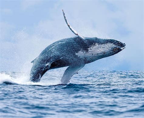 Why Do Whales Jump Out Of The Water Worldatlas
