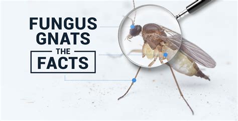 Important Facts About Fungus Gnats Cx Horticulture