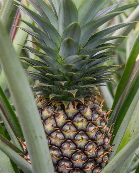 Sweet Pineapple Planted In The Garden Stock Image Image Of Light
