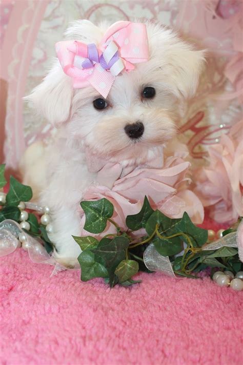 Teacup Maltese Puppy For Sale In Florida Bichon Maltes Adulto