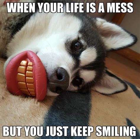 Keep Smiling Siberian Husky Husky Memes Husky Dogs