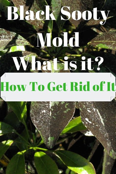 Why is there sooty mold on my bamboo plant? How To Remove Black Sooty Mold | Crepe myrtle trees ...