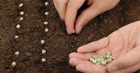 10 Vegetable Seeds To Sow In January Homemaking 101