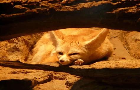 Whats A Fox Den Look Like How To Find One Survival Freedom